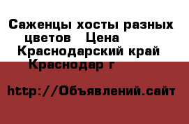 Саженцы хосты разных цветов › Цена ­ 150 - Краснодарский край, Краснодар г.  »    